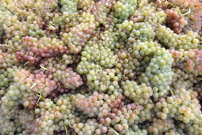 Cotes du Rhone Wine Tour (9:00 am to 5:15 pm) - Small Group Tour from Lyon - Condrieu and Viognier: why this white grape matters