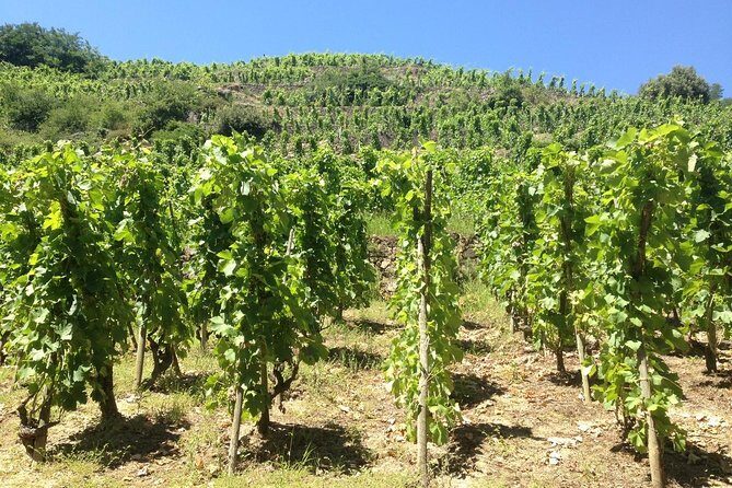 Cotes du Rhone Wine Tour (9:00 am to 5:15 pm) - Small Group Tour from Lyon - Price and value: what you’re paying for, and when it makes sense