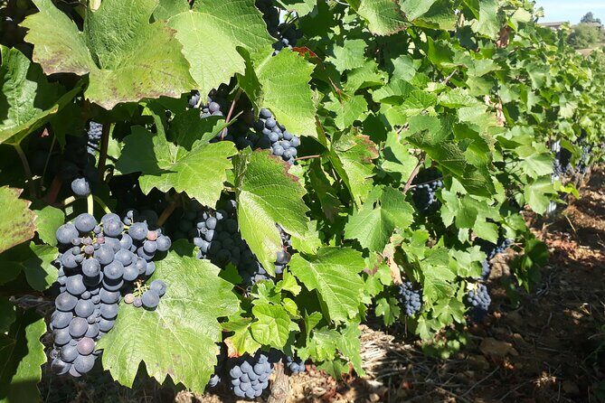 Guided Day Tour and Wine Tasting Northern Rhône Valley - The scenic run toward Tain-l’Hermitage: views that explain the wine